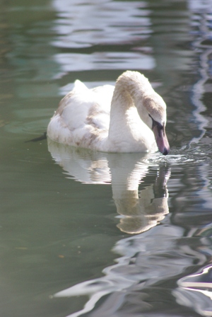 swanreflection.jpg